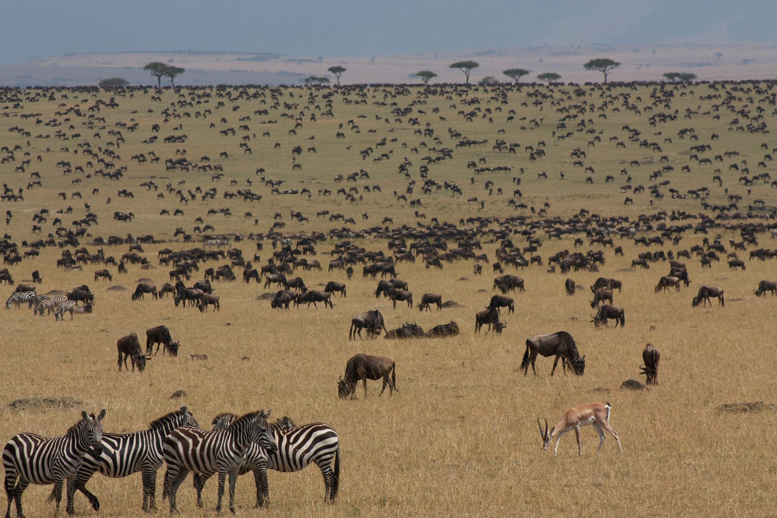 Game Drives
